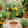 'Eureka' Patio Lemon Tree | 4 Seasons Lemon -Plant Specialty Store eurekapot