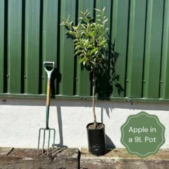 Plant Specialty Store -Plant Specialty Store example apple ead7f5f8 3013 42b4 86fd 88c3e6fc1057