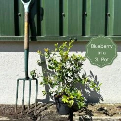 Pink Lemonade Blueberry Bush -Plant Specialty Store example blueberry 74ccfeae 9a8c 4b65 864b f8257c6f5bee