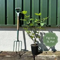 UK Hardy Fig Tree | 'Brown Turkey' -Plant Specialty Store example fig 2f5cd4b4 7703 46bd a4f0 790eebfda275
