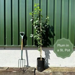 Shropshire Prune Damson Tree -Plant Specialty Store example plum e2cb8394 9329 48af a12c 485b90c66d34