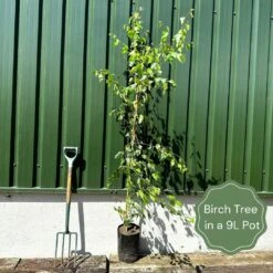 Silver Birch Tree | Betula Pendula -Plant Specialty Store examplebirch 3ee2c6b0 aa84 4467 be93 fa1628ac8008
