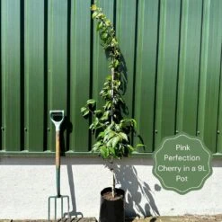 Pink Perfection Cherry Blossom Tree -Plant Specialty Store examplepinkperfection