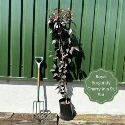 Purple Leaf Cherry Blossom Tree | Prunus Serrulata 'Royal Burgundy' -Plant Specialty Store exampleroyalburgundy