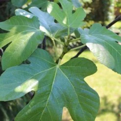 UK Hardy Fig Tree | 'Brown Turkey' -Plant Specialty Store figleaves