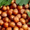 'Cosford' Cobnut Tree | Corylus Avellana -Plant Specialty Store filbert 1