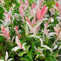 Flamingo Willow Tree | Salix Integra Hakuro Nishiki 14 Flamingo Willow Tree | Salix Integra Hakuro Nishiki -Plant Specialty Store flamingo willow pink