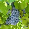 'Boskoop Glory' Seedless Outdoor Grape Vine -Plant Specialty Store fru0072 5