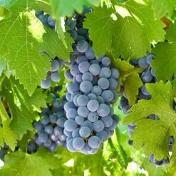 'Boskoop Glory' Seedless Outdoor Grape Vine