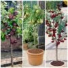 Award Winning Patio Fruit Tree Collection | Cherry, Pear & Plum | Growers' Choice -Plant Specialty Store fruit collection