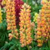 Lupin West Country Gladiator