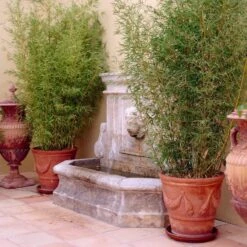 Golden Bamboo | Phyllostachys Aurea 12 Golden Bamboo | Phyllostachys Aurea -Plant Specialty Store goldenbamboo 5