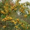 'Golden Hornet' Crabapple Tree