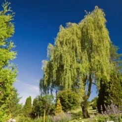 Golden Weeping Willow Tree | Salix Chrysocoma -Plant Specialty Store goldenweeping1