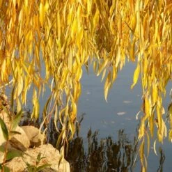Golden Weeping Willow Tree | Salix Chrysocoma -Plant Specialty Store goldenweepingautumn