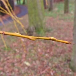 Golden Weeping Willow Tree | Salix Chrysocoma -Plant Specialty Store goldenweepingbranch