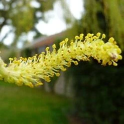 Golden Weeping Willow Tree | Salix Chrysocoma -Plant Specialty Store goldenweepingcatkin