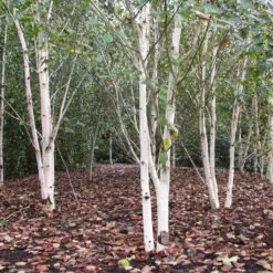 Himalayan Birch Tree | Betula Utilis Jacquemontii -Plant Specialty Store himalayangroup