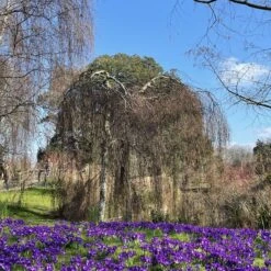Weeping Silver Birch Tree | Betula Pendula Youngii -Plant Specialty Store image