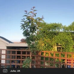 Japanese Cherry Blossom Tree | Prunus Serrulata 'Kanzan' -Plant Specialty Store japanese cherry blossom