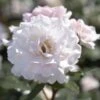 'A Whiter Shade Of Pale' Hybrid Tea Rose -Plant Specialty Store jope04158 shade of pale