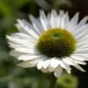 Echinacea 'SunSeekers White Perfection' -Plant Specialty Store jope04434 perfection 6d10236f 4b7f 4183 891a 4bc4f227cc63