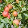 'Kidd's Orange Pippin' Apple Tree -Plant Specialty Store kiddsorange 1