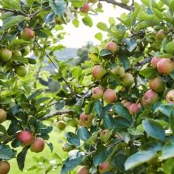 'Kidd's Orange Pippin' Apple Tree -Plant Specialty Store kiddsorange 2