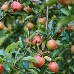 'Kidd's Orange Pippin' Apple Tree -Plant Specialty Store kiddsorange 3