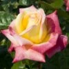 'Love And Peace' Hybrid Tea Rose -Plant Specialty Store lage00913 love peace