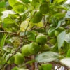 Lime Tree | Lime Of Tahiti | Grafted Mini-Stem -Plant Specialty Store limetree1