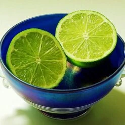 Lime Tree | Lime Of Tahiti | Grafted Mini-Stem -Plant Specialty Store limetree4