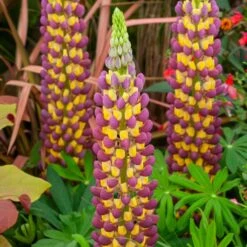 Lupin West Country Manhattan Lights -Plant Specialty Store manhattan 3