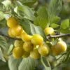 Mirabelle De Nancy Plum Tree -Plant Specialty Store mirabelle