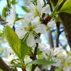 Mirabelle De Nancy Plum Tree 14 Mirabelle De Nancy Plum Tree -Plant Specialty Store mirabelle de nancy flower
