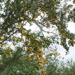 Mirabelle De Nancy Plum Tree 13 Mirabelle De Nancy Plum Tree -Plant Specialty Store mirabelle de nancy trees