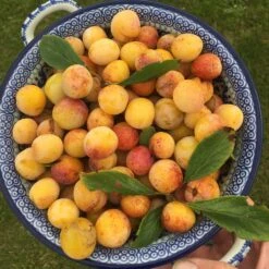 Mirabelle De Nancy Plum Tree 17 Mirabelle De Nancy Plum Tree -Plant Specialty Store mirabelledenancy