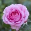 'Mum In A Million' Hybrid Tea Rose -Plant Specialty Store moja03954 mum in a million