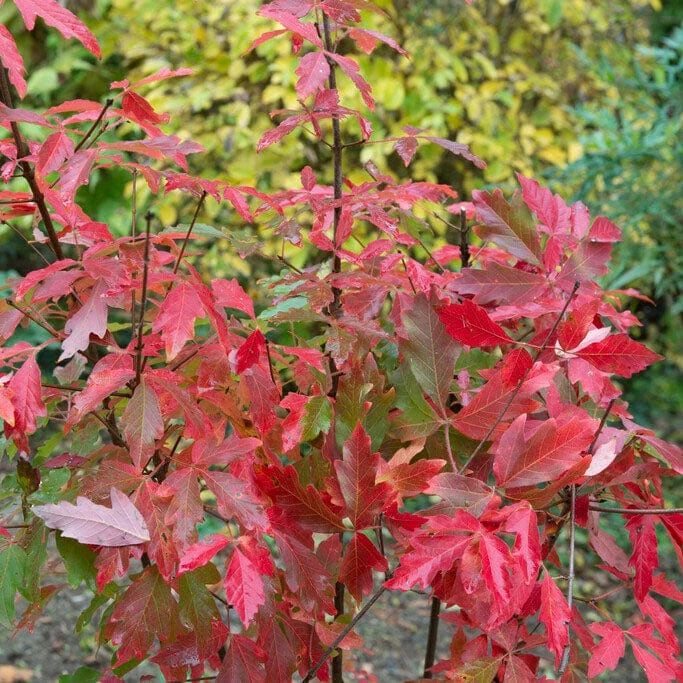 Paperbark Maple Tree | Acer Griseum 4 Paperbark Maple Tree | Acer Griseum - Image 2