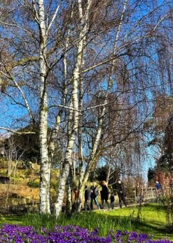 Silver Birch Tree | Betula Pendula -Plant Specialty Store new silver birch2