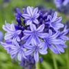 Agapanthus 'Pretty Heidy' | 7.5L 2 Agapanthus 'Pretty Heidy' | 7.5L -Plant Specialty Store noma02439
