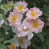 'Open Arms' Climbing Rose -Plant Specialty Store papr00904 open arms