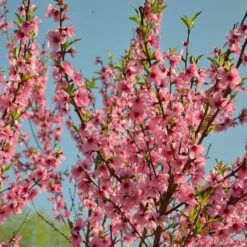Peregrine Peach Tree -Plant Specialty Store peach add1