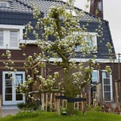 Conference Pear Tree -Plant Specialty Store pear add1 5012c709 f2ae 4948 a0f1 3ab9e51cd759