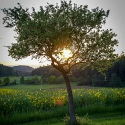 Williams Bon Chrétien Pear Tree -Plant Specialty Store peartree