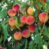 'Peche De Vigne' Bloody Peach Tree -Plant Specialty Store pechedevigne 1