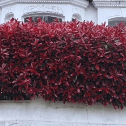 Photinia 'Red Robin' 20 Photinia 'Red Robin' -Plant Specialty Store photinia