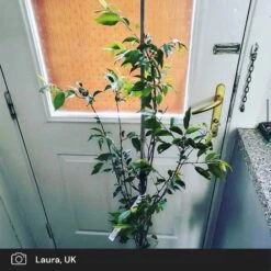 Pink Winter Flowering Cherry Tree | Prunus X Subhirtella 'Autumnalis Rosea' -Plant Specialty Store pink winter flower