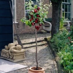Victoria Plum Tree -Plant Specialty Store plumtreepotted