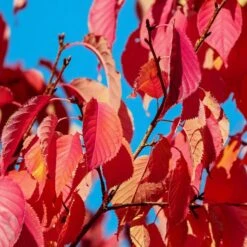 Sargent's Cherry Blossom Tree | Prunus Sargentii -Plant Specialty Store prunussargentiiautumn